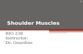 Shoulder Muscles BIO 238 Instructor: Dr. Gourdine 1.
