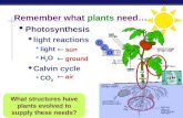 AP Biology Remember what plants need…  Photosynthesis  light reactions  light H2OH2O  Calvin cycle  CO 2 What structures have plants evolved to.