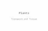 Plants Transport and Tissue 2005-2006 Transport in plants H 2 O & minerals – transport in xylem – transpiration Sugars – transport in phloem – bulk flow.