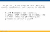 Concept 39.2: Plant hormones help coordinate growth, development, and responses to stimuli Plant hormones are chemical signals that modify or control one.