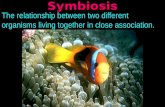 Symbiosis The relationship between two different organisms living together in close association.