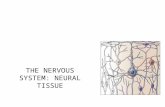THE NERVOUS SYSTEM: NEURAL TISSUE. Nervous system –Swift, brief responses to stimuli Endocrine system –Adjusts metabolic operations –Directs long-term.