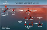 Ocean Carbon Cycle Figure credit US-OCB Program. Why study ocean carbon cycle? CO 2 is an important greenhouse gas Ocean is a major sink of fossil fuel.