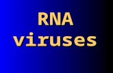 RNA viruses. Picornaviruses Picornaviruses represent a very large virus family with respect to the number of members but one of the smallest in terms.