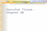 Vascular Tissue- Chapter 20. Concept 20.2 Root System Anchor & Support Absorb minerals and water Monocot root- fibrous-mat -grass Dicot root-tap root-1.