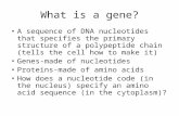 What is a gene? A sequence of DNA nucleotides that specifies the primary structure of a polypeptide chain (tells the cell how to make it) Genes-made of.