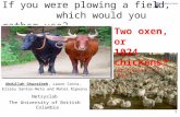 11 If you were plowing a field, which would you rather use? Two oxen, or 1024 chickens? (Attributed to S. Cray) Abdullah Gharaibeh, Lauro Costa, Elizeu.