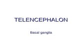 TELENCEPHALON Basal ganglia. Telencephalon = Cerebrum Middle part (= telencephalon medium) –Rostral part of IIIrd ventricle –Prior to foramen interventriculare.