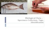Pierre Meke, 2009 Biological Data – Specimen Collection, Tags, Identification