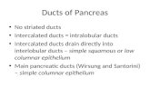 Ducts of Pancreas No striated ducts Intercalated ducts = intralobular ducts Intercalated ducts drain directly into interlobular ducts – simple squamous.