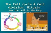 The Cell cycle & Cell division: Mitosis How the cell in the body replicate.