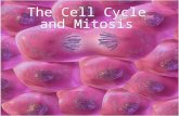 Why Do Cells Divide? Why Do Cells Divide 1. Healing and Tissue Repair An average human looses 105 pounds of dead skin cells in their life Every second,