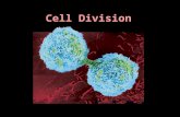 Cell Division. Cell Types 1.Body Cells (Somatic Cells): All the cells of your body – except the sex cells. 2.Sex Cells – sperm, eggs – (Gametes): The.