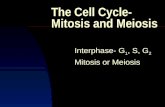 The Cell Cycle- Mitosis and Meiosis Interphase- G 1, S, G 2 Mitosis or Meiosis.