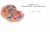 Chapter 9: Chromosomes and Mitosis p. 198 - 207. Review of Important Terms: Gene - segment of DNA that codes for a protein Chromosome - DNA + proteins,