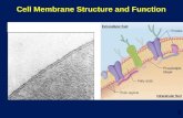 1 Cell Membrane Structure and Function. 2 Membranes and Cell Transport Membranes and Cell Transport All cells are surrounded by a plasma membrane. All.