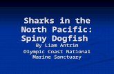 Sharks in the North Pacific: Spiny Dogfish By Liam Antrim Olympic Coast National Marine Sanctuary.