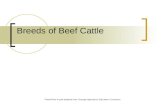 PowerPoint in part adopted from: Georgia Agriculture Education Curriculum Breeds of Beef Cattle.