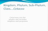 Kingdom, Phylum, Sub-Phylum, Class….Cetacea Cetaceans are the whales and includes dolphins and porpoises.