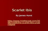 Scarlet Ibis By James Hurst  10/06/the-scarlet-ibis-unabridged/  10/06/the-scarlet-ibis-unabridged