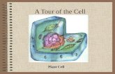 A Tour of the Cell Plant Cell. Cells Eukaryotic cells, including plant and animal cells, contain a nucleus and organelles Plant cells contain a cell wall,