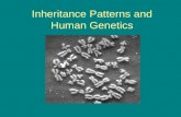 Inheritance Patterns and Human Genetics. Sex Chromosomes and Autosomes Sex Chromosomes contain genes that determine the gender of an individual. Many.