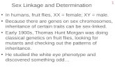1 Sex Linkage and Determination In humans, fruit flies, XX = female; XY = male. Because there are genes on sex chromosomes, inheritance of certain traits.