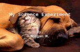 My Science Experiment By, Morgan M.. BIG QUESTION What percentage of my neighborhood’s pets are overweight?