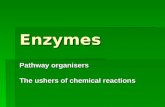 Enzymes Pathway organisers The ushers of chemical reactions.