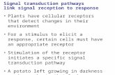 Signal transduction pathways link signal reception to response Plants have cellular receptors that detect changes in their environment For a stimulus to.