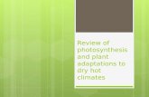 Review of photosynthesis and plant adaptations to dry hot climates.