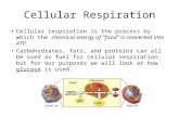 Cellular Respiration Cellular respiration is the process by which the chemical energy of "food" is converted into ATP. Carbohydrates, fats, and proteins.