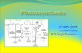 By Mary Reyes Lauren Dobry & Haleigh Rousseau Basic Information Photosynthesis involves the conversion of : light energy chemical energy Light from the.