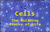 Cells The Building Blocks of Life. How Did the Earth Form? We do not know for certain how the Earth formed. Most scientists agree that the Earth formed.
