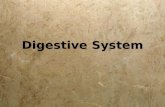 Digestive System. Functions  Ingestion  Secretion  Mixing and propulsion  Digestion  Absorption  Defecation  Ingestion  Secretion  Mixing and.