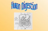 Aim: What are THE structures and functions of THE human digestive system? I. THE Human Digestive system – gets THE nutrients from THE food you eat into.