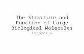 The Structure and Function of Large Biological Molecules Chapter 5.