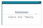 Abdomen Latin for “belly”. Abdomen  Anatomy  Injuries  Evaluation.