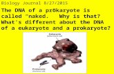 Biology Journal 8/27/2015 The DNA of a prokaryote is called “naked.” Why is that? What’s different about the DNA of a eukaryote and a prokaryote?
