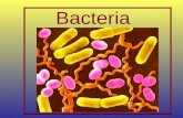 Bacteria. Bacteria in the Lab: Growing Bacteria for Studies Culture - A bacterial growth (colonies of cells) maintained in the laboratory. Growth Media: