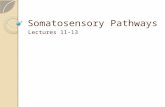 Somatosensory Pathways Lectures 11-13. Organization of the Course Spinal Cord Brainstem/ Cerebellum Sensory Pathways Cerebrum Motor Pathways Cranial Nerves.