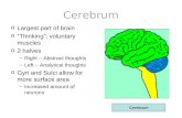 Cerebrum o Largest part of brain o “Thinking”; voluntary muscles o 2 halves –Right – Abstract thoughts –Left – Analytical thoughts o Gyri and Sulci allow.