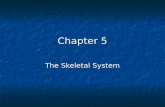 Chapter 5 The Skeletal System. Introduction The adult skeleton is composed of 206 bones The adult skeleton is composed of 206 bones The skeletal system.