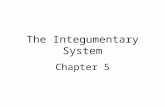 The Integumentary System Chapter 5. Integumentary System Structure –Epidermis –Dermis Functions of the skin.