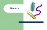 Bacteria. Learning Targets: Describe the structure and function of a typical bacterial cell Classify bacteria based on shape and arrangement Describe.
