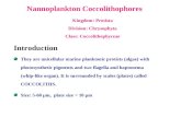 Nannoplankton Coccolithophores Kingdom: Protista Division: Chrysophyta Class: Coccolithophyceae They are unicellular marine planktonic protists (algae)