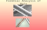 Forensic Analysis of Hair. How useful is hair in a forensic investigation? Used to back up circumstantial evidence and help place individuals at the crime.