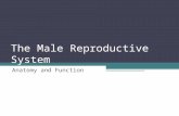 The Male Reproductive System Anatomy and Function.
