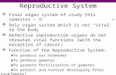 4/13/08 Reproductive System  Final organ system of study this semester –  Only organ system which is not “vital” to the body  Defective reproduction.