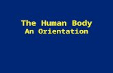 The Human Body An Orientation. An Overview of Anatomy  Anatomy - The study of the structure of the human body  Physiology - The study of body function.